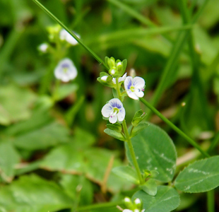 [Two blooms are so small that combined they do not even cover one leaf of the three-leaf clover. Each bloom has four petals which are mostly white. The top petal has a lot of blue in the center. The petals on either side each have a little bit of blue near the middle top part of the petal. Two stamen stick out from the center.]